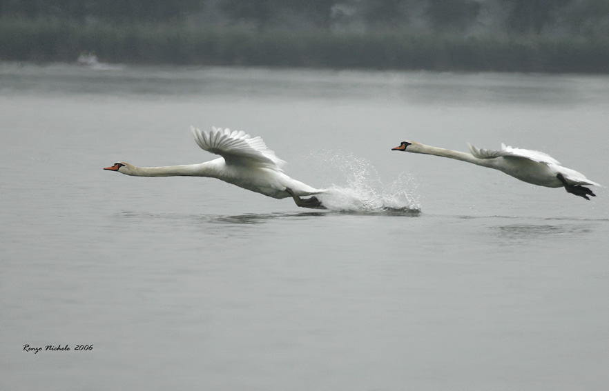 Cigno reale - Cygnus olor  &  Cigno nero - Cygnus atratus